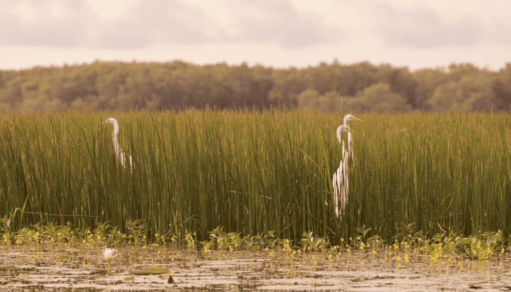 Cảnh quan đa dạng v&agrave; hệ sinh th&aacute;i đặc sắc của Tr&agrave;m Chim mang lại những thước phim ảnh ấn tượng